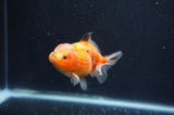 Yuan Bao Oranda  Calico 3.5 Inch (ID#325Yb10b-51) Free2Day SHIPPING