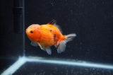 Yuan Bao Oranda  Calico 3.5 Inch (ID#325Yb10b-51) Free2Day SHIPPING