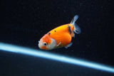 Ranchu  Calico 2.5 Inch (ID#1203R1c-8) Free2Day SHIPPING