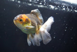 Juvenile Thai Oranda  Tricolor 3.5 Inch (ID#823To13bpt6-53) Free2Day SHIPPING