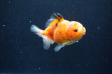 Yuan Bao Oranda  Calico 3.5 Inch (ID#325Yb10b-51) Free2Day SHIPPING