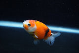 Ranchu  Calico 2.5 Inch (ID#1203R1c-8) Free2Day SHIPPING