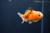 Yuan Bao Oranda  Calico 3.5 Inch (ID#325Yb10b-51) Free2Day SHIPPING