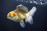 Juvenile Thai Oranda  Tricolor 3.5 Inch (ID#823To13bpt6-53) Free2Day SHIPPING