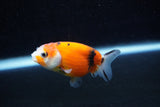 Ranchu  Calico 2.5 Inch (ID#1203R1c-8) Free2Day SHIPPING