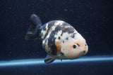 Jumbo Milk Cow Ranchu  Calico 5.5 Inch (ID#1217R9a-97)