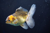 Juvenile Thai Oranda  Tricolor 3.5 Inch (ID#823To13bpt6-53) Free2Day SHIPPING