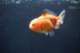 Yuan Bao Oranda  Calico 3.5 Inch (ID#325Yb10b-51) Free2Day SHIPPING