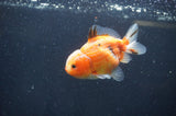 Yuan Bao Oranda  Calico 3.5 Inch (ID#325Yb10b-51) Free2Day SHIPPING