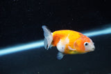 Ranchu  Calico 2.5 Inch (ID#1203R1c-8) Free2Day SHIPPING