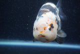 Jumbo Milk Cow Ranchu  Calico 5.5 Inch (ID#1217R9a-97)