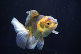 Juvenile Thai Oranda  Tricolor 3.5 Inch (ID#823To13bpt6-53) Free2Day SHIPPING