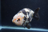 Jumbo Milk Cow Ranchu  Calico 5.5 Inch (ID#1217R9a-97)