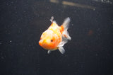 Yuan Bao Oranda  Calico 3.5 Inch (ID#325Yb10b-51) Free2Day SHIPPING