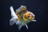 Juvenile Thai Oranda  Tricolor 3.5 Inch (ID#823To13bpt6-53) Free2Day SHIPPING