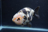 Jumbo Milk Cow Ranchu  Calico 5.5 Inch (ID#1217R9a-97)