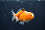 Yuan Bao Oranda  Calico 3.5 Inch (ID#325Yb10b-51) Free2Day SHIPPING