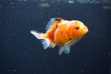 Yuan Bao Oranda  Calico 3.5 Inch (ID#325Yb10b-51) Free2Day SHIPPING