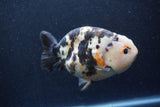 Jumbo Milk Cow Ranchu  Calico 5.5 Inch (ID#1217R9a-97)