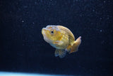 Ranchu  Bronze 2.5 Inch (ID#1203R1c-9) Free2Day SHIPPING