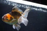 Juvenile Thai Oranda  Tricolor 3.5 Inch (ID#823To13bpt6-53) Free2Day SHIPPING