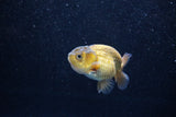 Ranchu  Bronze 2.5 Inch (ID#1203R1c-9) Free2Day SHIPPING