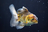 Juvenile Thai Oranda  Tricolor 3.5 Inch (ID#823To13bpt6-53) Free2Day SHIPPING