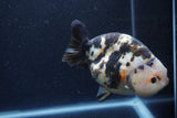 Jumbo Milk Cow Ranchu  Calico 5.5 Inch (ID#1217R9a-97)