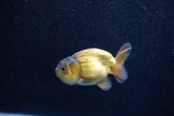 Ranchu  Bronze 2.5 Inch (ID#1203R1c-9) Free2Day SHIPPING