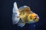 Juvenile Thai Oranda  Tricolor 3.5 Inch (ID#823To13bpt6-53) Free2Day SHIPPING