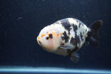 Jumbo Milk Cow Ranchu  Calico 5.5 Inch (ID#1217R9a-97)