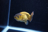 Ranchu  Bronze 2.5 Inch (ID#1203R1c-9) Free2Day SHIPPING