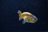 Ranchu  Bronze 2.5 Inch (ID#1203R1c-9) Free2Day SHIPPING