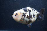 Jumbo Milk Cow Ranchu  Calico 5.5 Inch (ID#1217R9a-97)