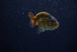 Ranchu  Bronze 2.5 Inch (ID#1203R1c-9) Free2Day SHIPPING