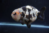 Jumbo Milk Cow Ranchu  Calico 5.5 Inch (ID#1217R9a-97)