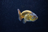 Ranchu  Bronze 2.5 Inch (ID#1203R1c-9) Free2Day SHIPPING