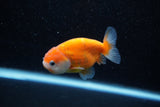 Ranchu  Sakura 3 Inch (ID#1203R1c-10) Free2Day SHIPPING