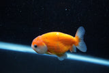 Ranchu  Sakura 3 Inch (ID#1203R1c-10) Free2Day SHIPPING