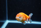 Ranchu  Sakura 3 Inch (ID#1203R1c-10) Free2Day SHIPPING