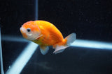 Ranchu  Sakura 3 Inch (ID#1203R1c-10) Free2Day SHIPPING