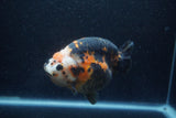 Jumbo Milk Cow Ranchu  Calico 5 Inch (ID#1217R9a-98)