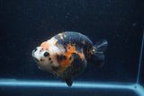 Jumbo Milk Cow Ranchu  Calico 5 Inch (ID#1217R9a-98)