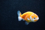 Ranchu  Sakura 3 Inch (ID#1203R1c-10) Free2Day SHIPPING