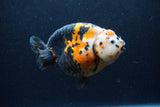 Jumbo Milk Cow Ranchu  Calico 5 Inch (ID#1217R9a-98)