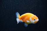 Ranchu  Sakura 3 Inch (ID#1203R1c-10) Free2Day SHIPPING