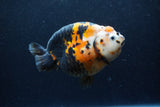 Jumbo Milk Cow Ranchu  Calico 5 Inch (ID#1217R9a-98)