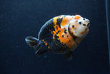 Jumbo Milk Cow Ranchu  Calico 5 Inch (ID#1217R9a-98)