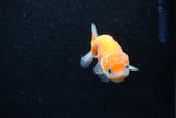 Ranchu  Sakura 3 Inch (ID#1203R1c-10) Free2Day SHIPPING