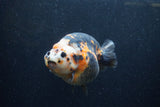 Jumbo Milk Cow Ranchu  Calico 5 Inch (ID#1217R9a-98)